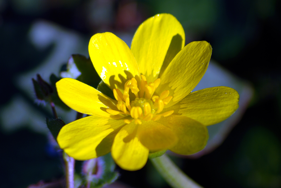 Amarillo intenso