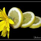 Amarillo limón
