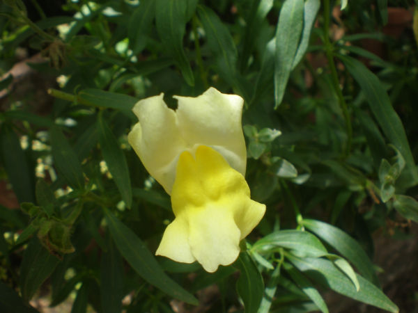 AMARILLO ÚNICO.