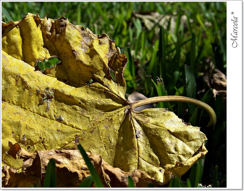 Amarillo Otoño