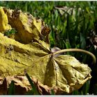 Amarillo Otoño