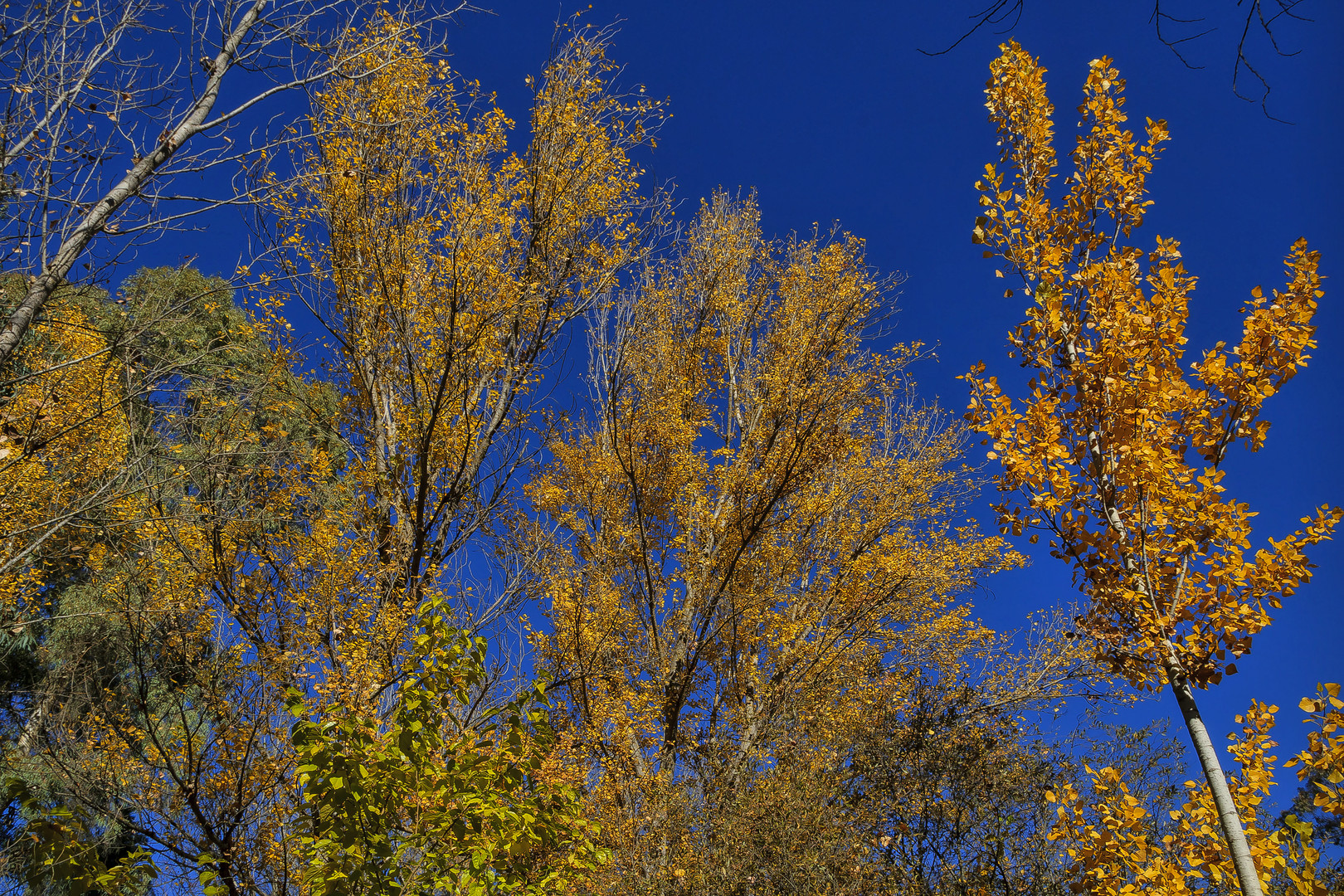 AMARILLO SOBRE FONDO AZUL