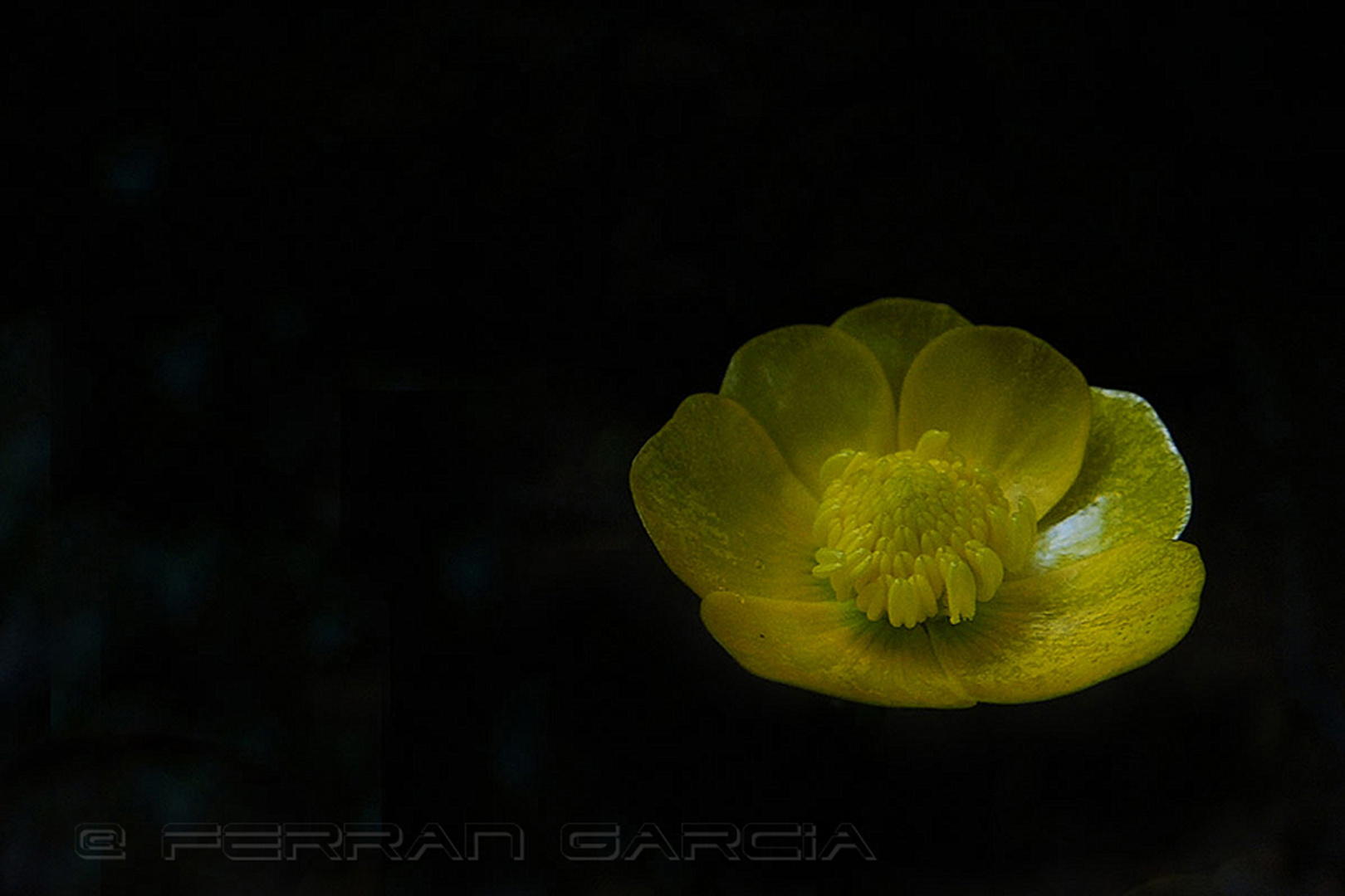 Amarillo sobre negro