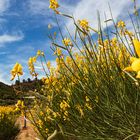 amarillo y azul