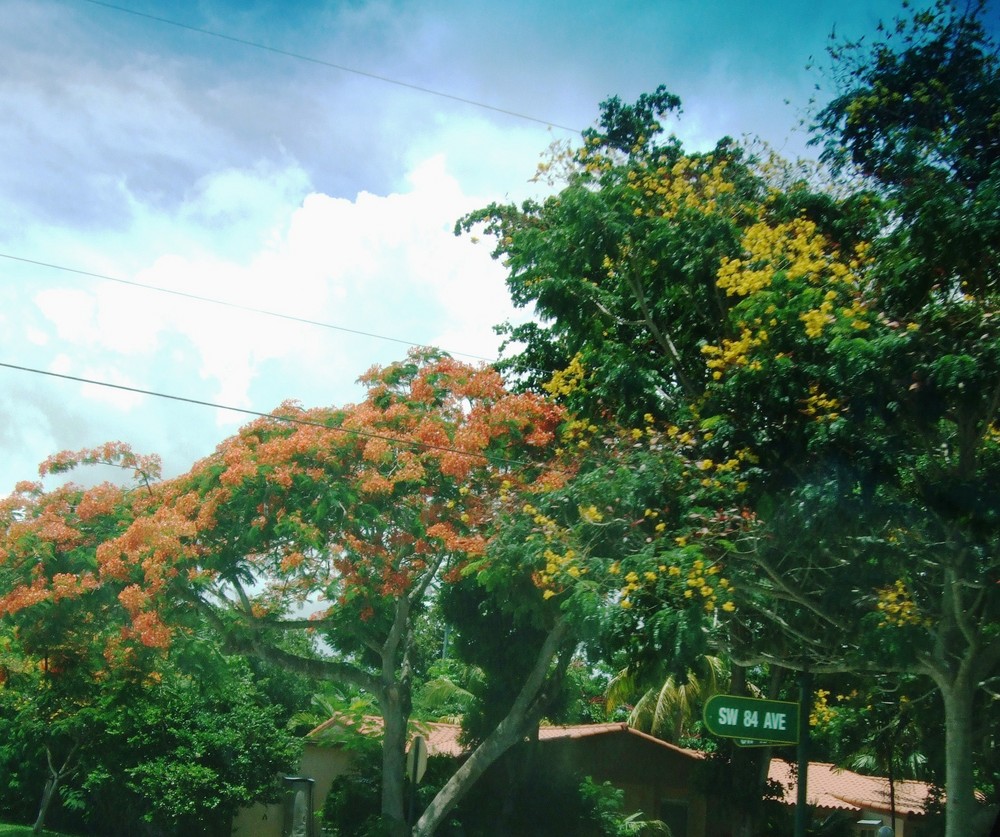 Amarillo y Rojo