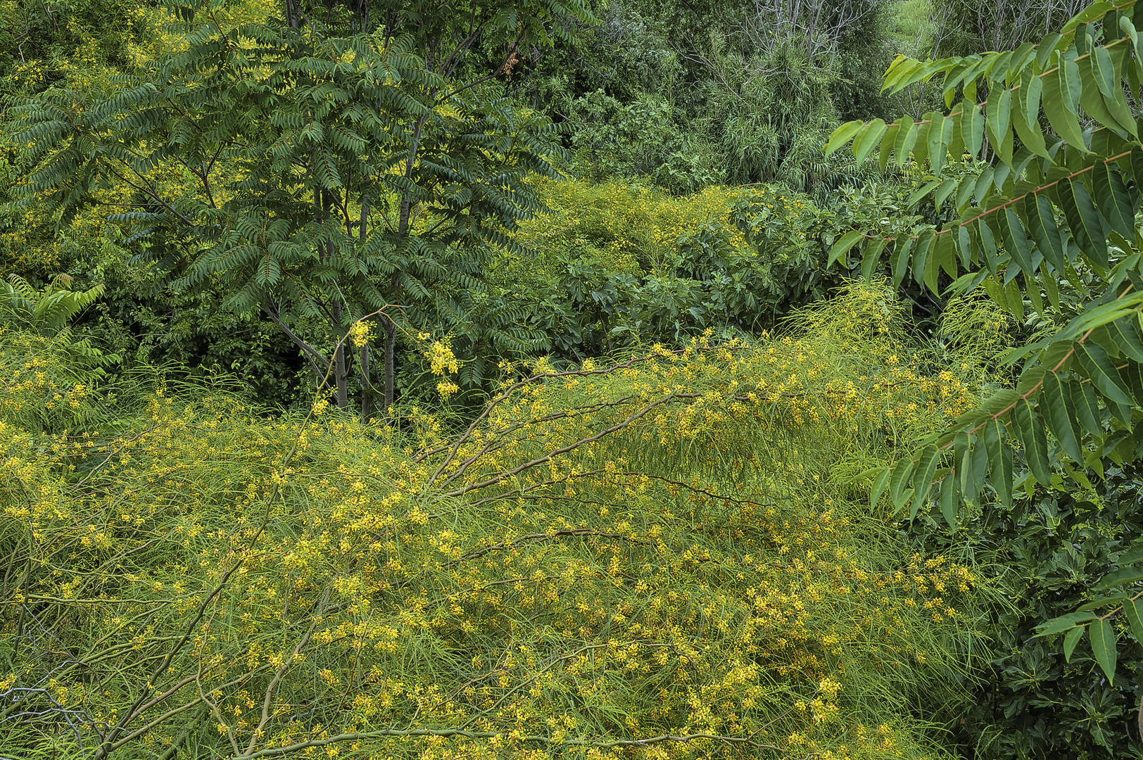 AMARILLO Y VERDE