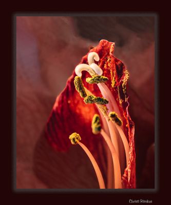 Amarillys Innenleben