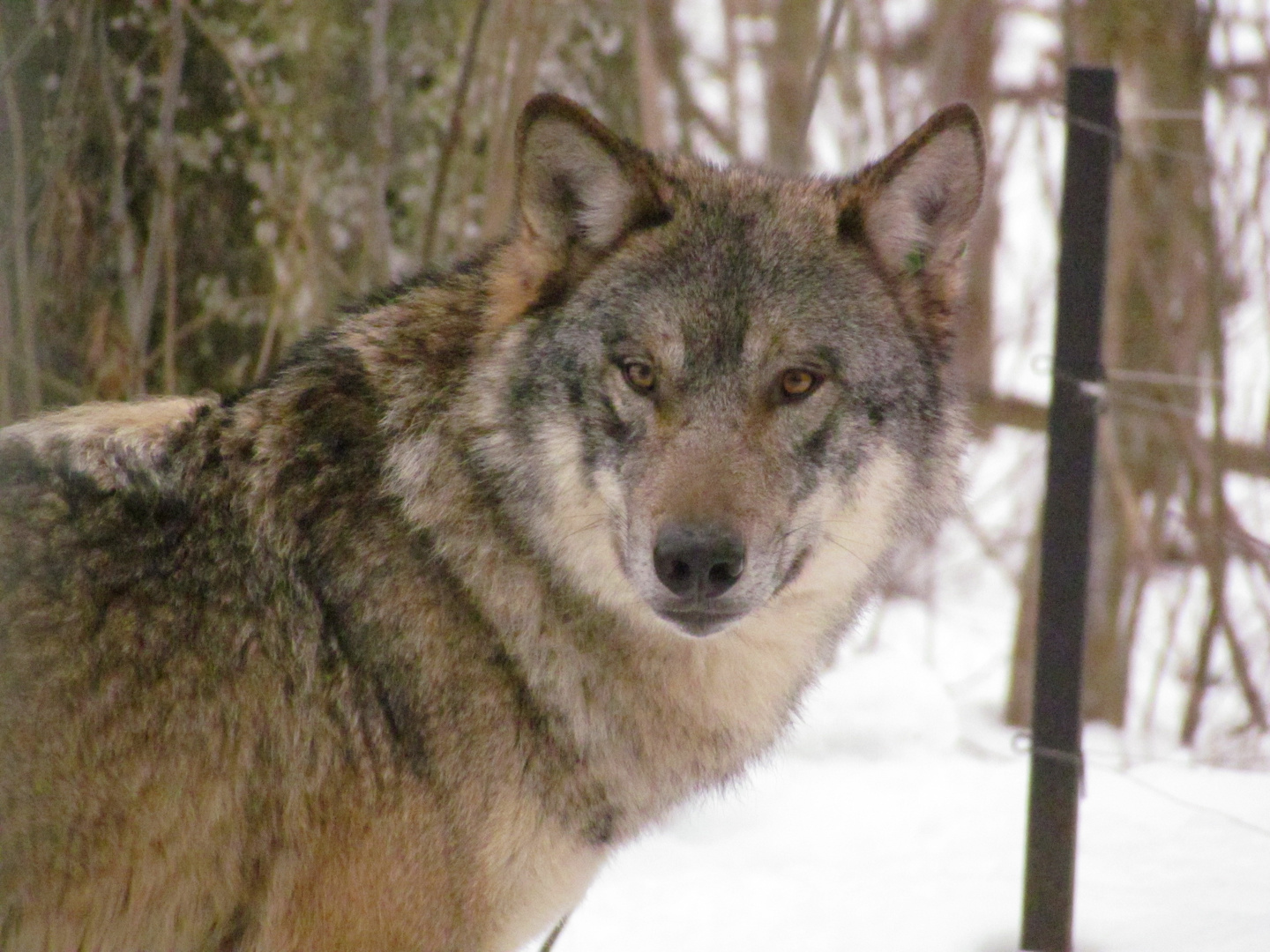 Amarouk - der neue Wolf im Tierpark