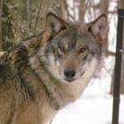 Amarouk - der neue Wolf im Tierpark