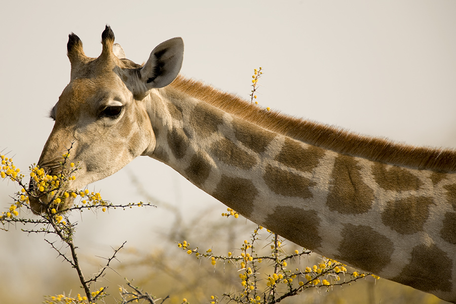 Amarula snack