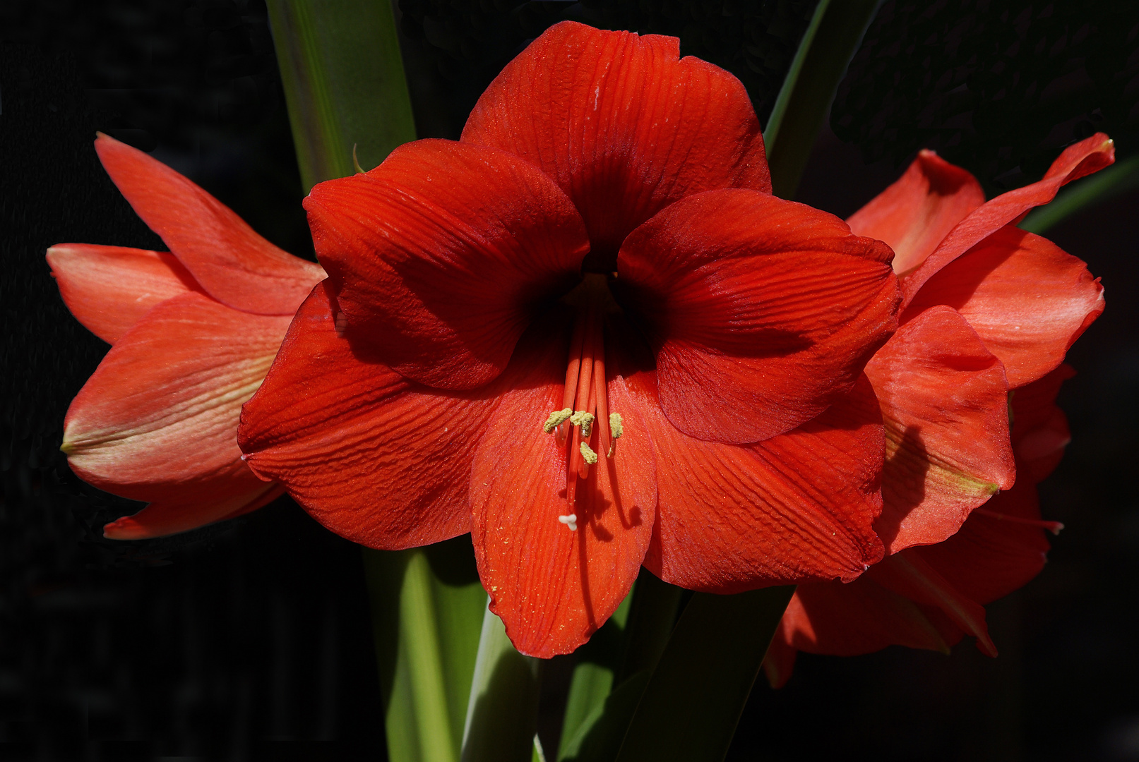 Amaryllidaceae