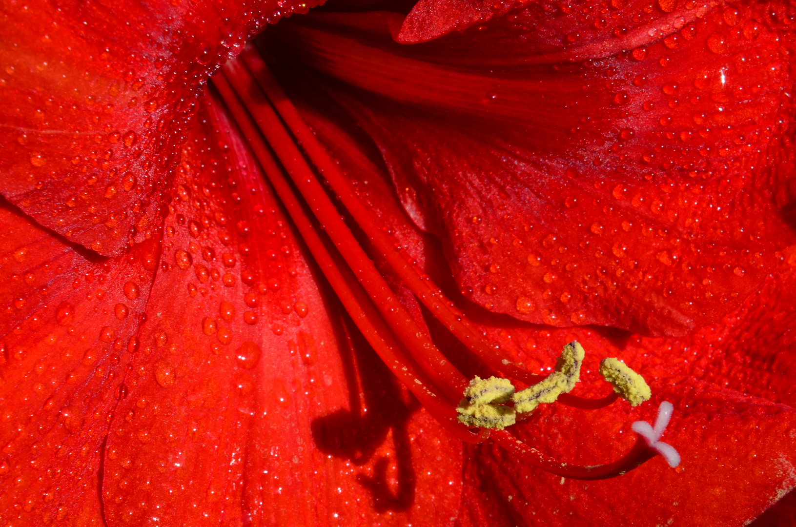 Amaryllis