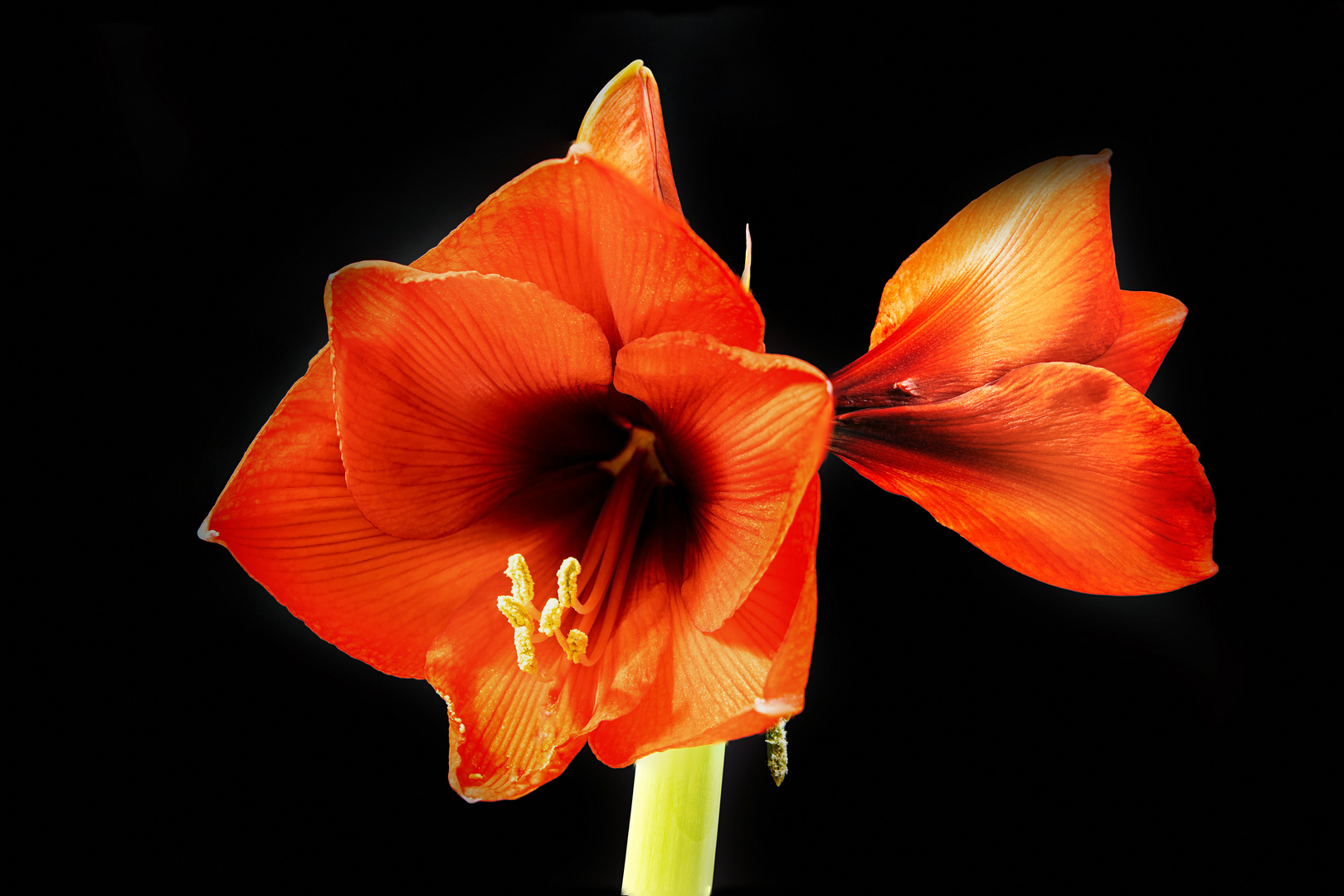 Amaryllis