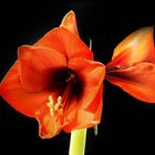 Amaryllis