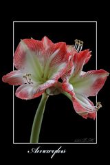 Amaryllis 01