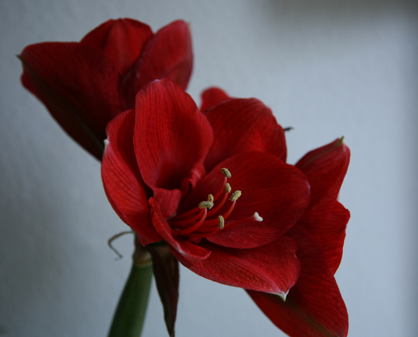 Amaryllis 01