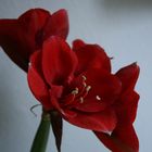 Amaryllis 01