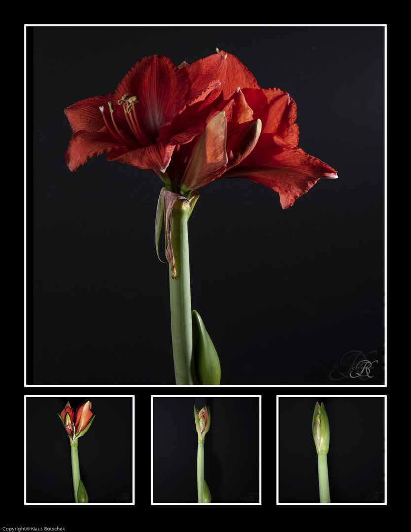 Amaryllis