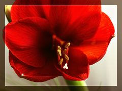 Amaryllis