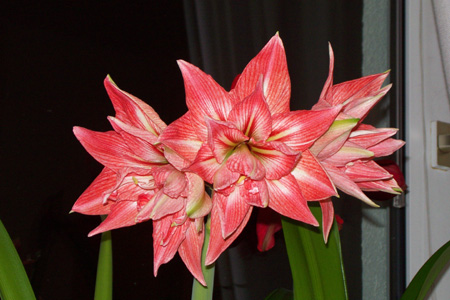 Amaryllis