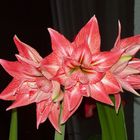 Amaryllis