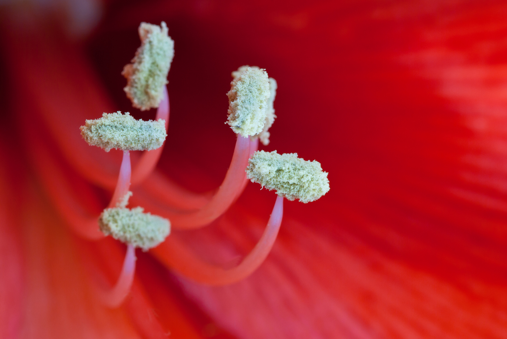 Amaryllis