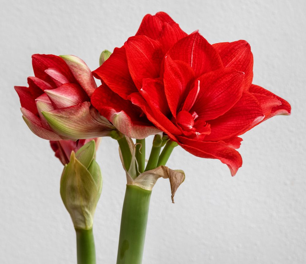 Amaryllis