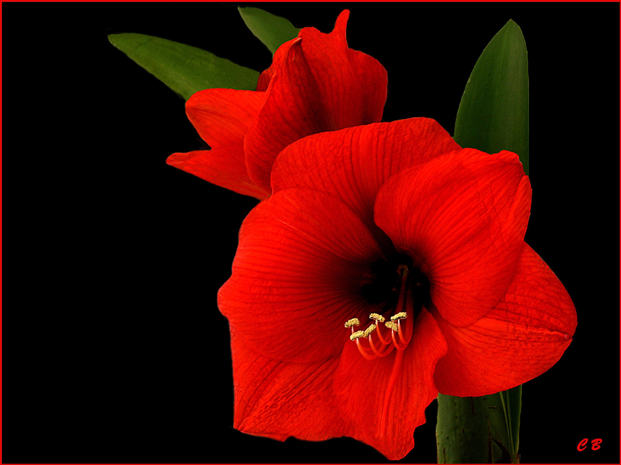 Amaryllis