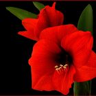 Amaryllis