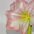 >>> amaryllis >>>