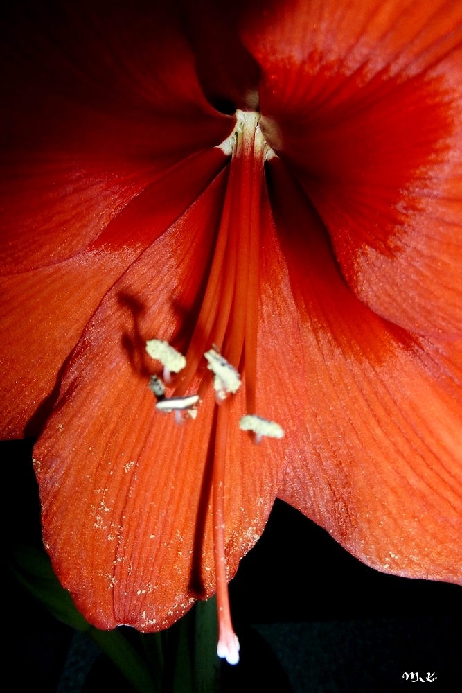 Amaryllis