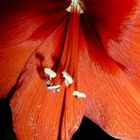 Amaryllis