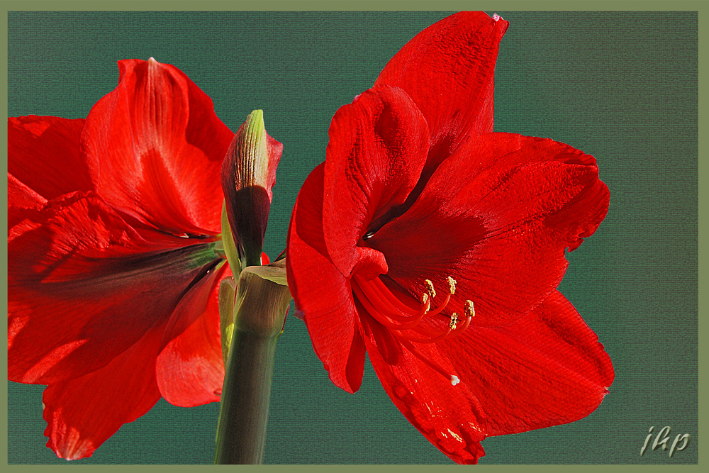 Amaryllis