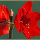 Amaryllis