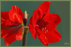 Amaryllis