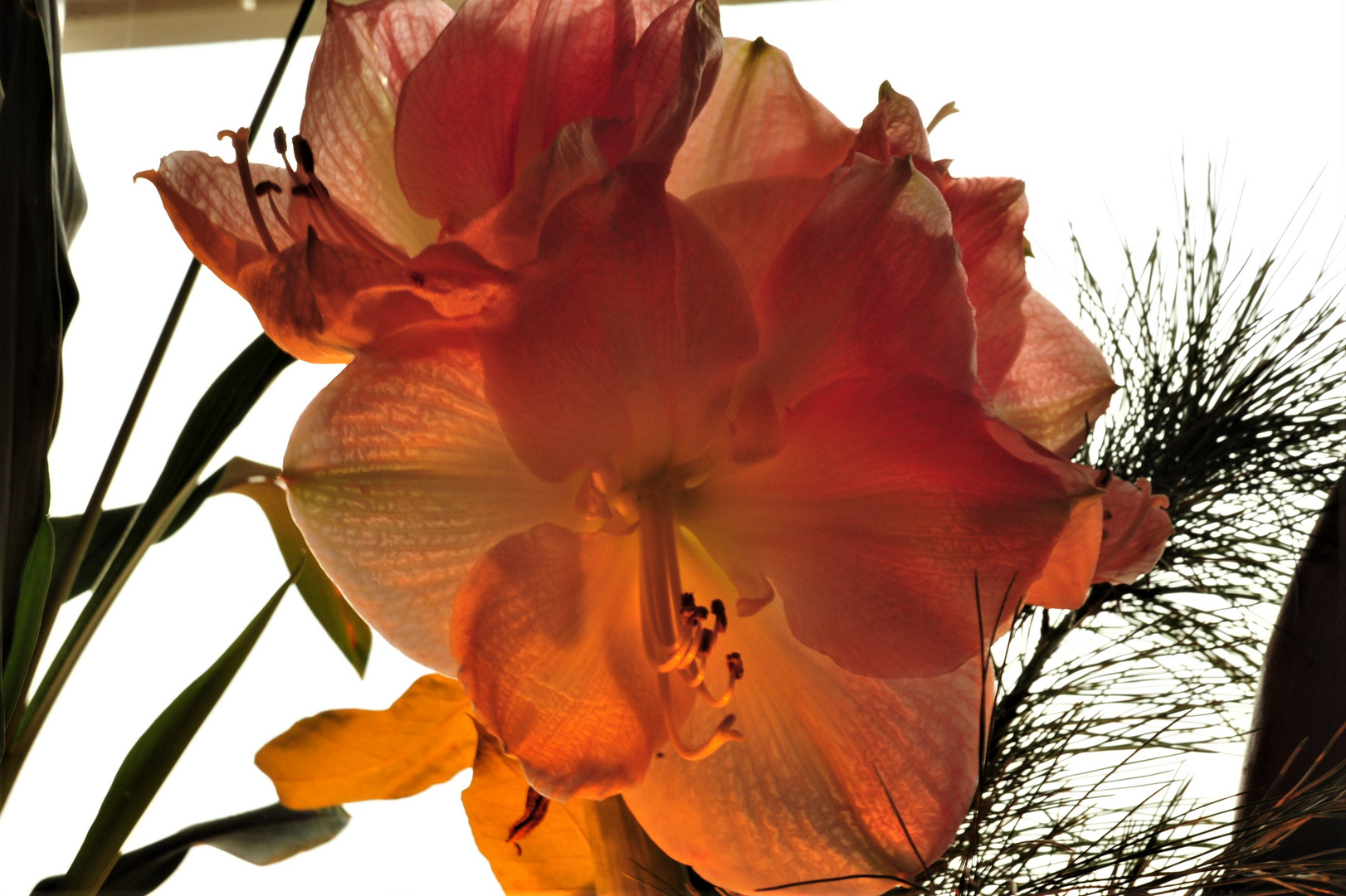 Amaryllis