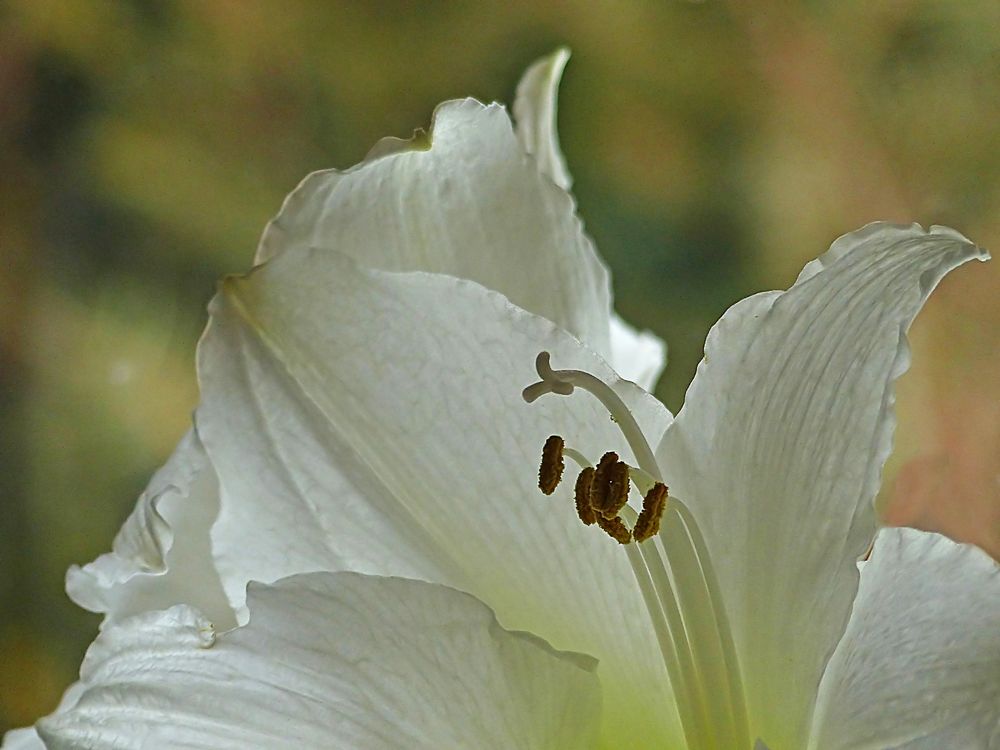 Amaryllis