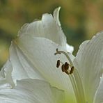 Amaryllis