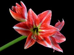 Amaryllis