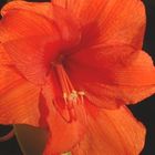 Amaryllis