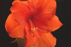 Amaryllis