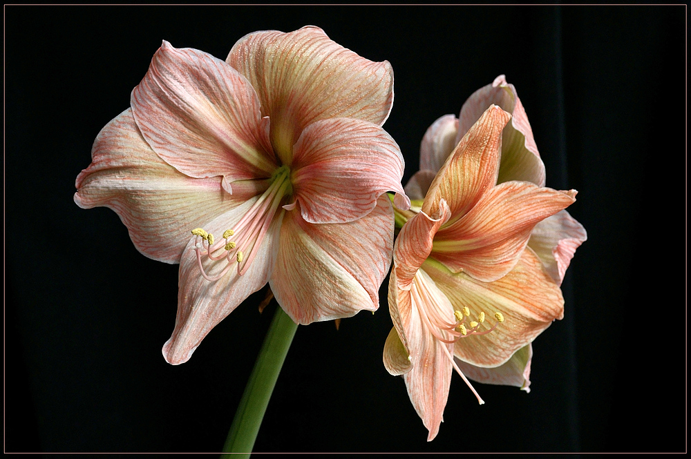 Amaryllis