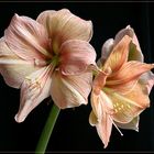 Amaryllis