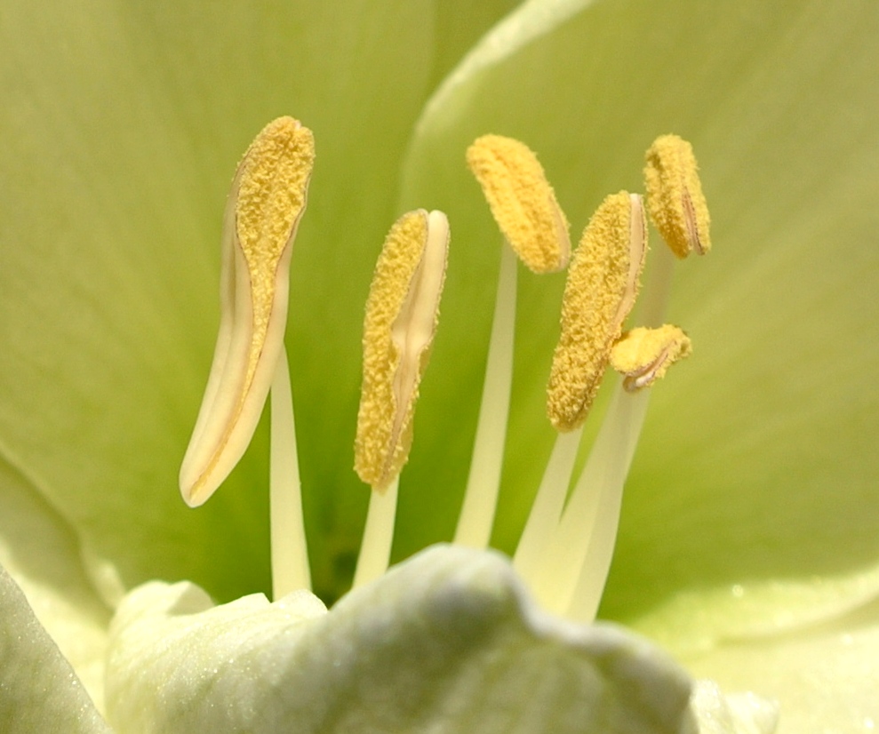 Amaryllis