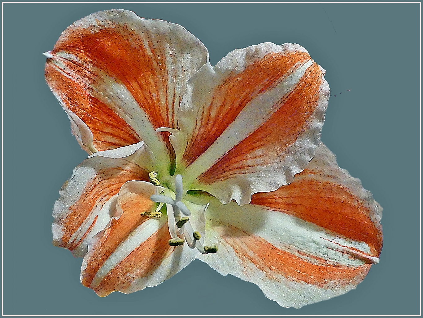 Amaryllis