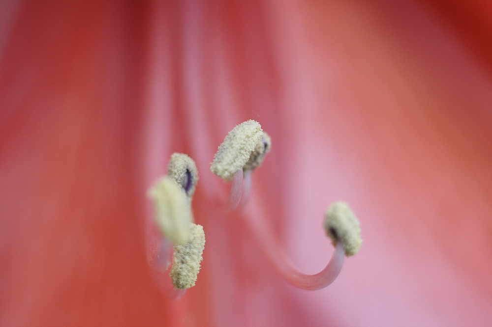 Amaryllis