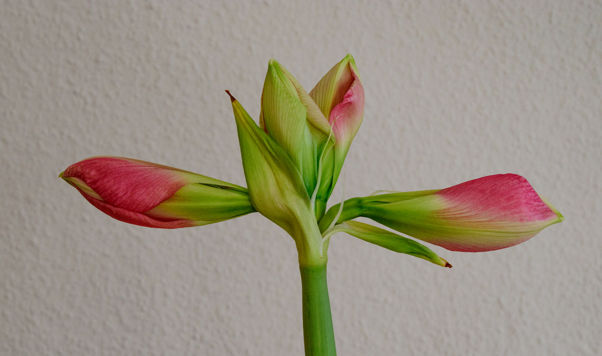 Amaryllis