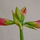 Amaryllis