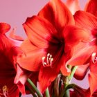 Amaryllis