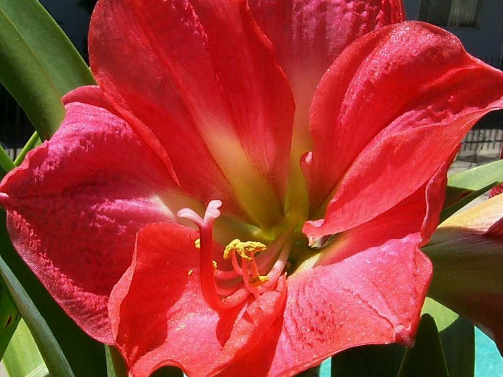 Amaryllis